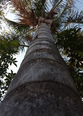 Palm Tree