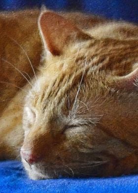 Ginger cat sleeping