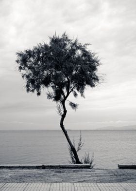 Aegean Winter tree