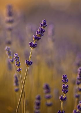 Lavender