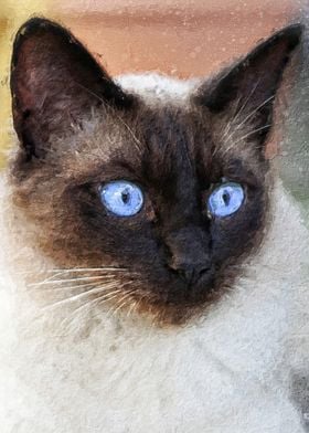 Siamese cat blue eyes