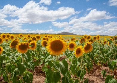 Spanish sunflowers