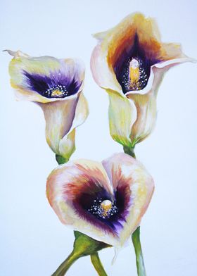 Watercolor Calla Lilies 