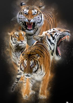 TIGERS