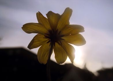 Flower and Sun 