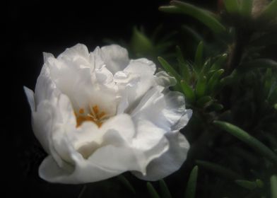 White Garden Flower 2