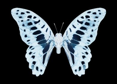 MISS BUTTERFLY GRAPHIUM