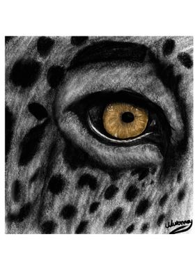 Eye of the cheetah