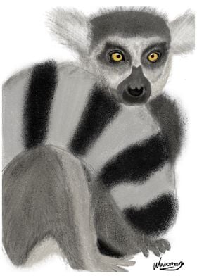 The Lemur