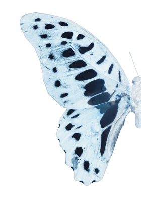 MISS BUTTERFLY GRAPHIUM