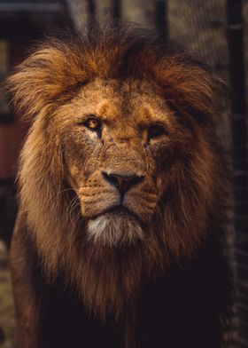 lion