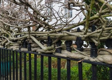 Nature Fence