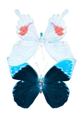 MISS BUTTERFLY HERMOSANA