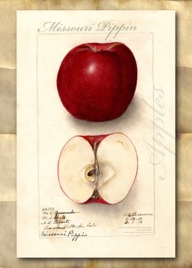 Vintage watercolor apple