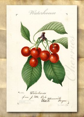 Vintage watercolor cherry