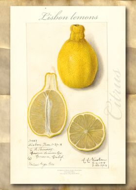 Lemon vintage watercolor