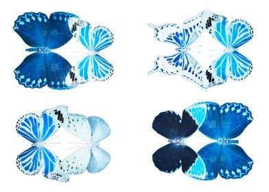 MISS BUTTERFLY COLLECTION