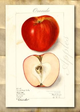 Vintage watercolor apple