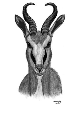 The Springbok