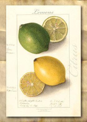 Vintage watercolor lemons