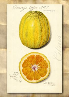 Orange vintage watercolor