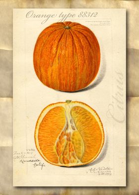 Vintage watercolor orange