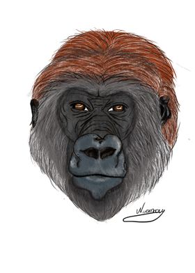 The Gorilla