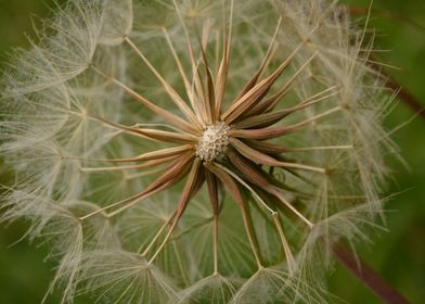 Dandelion Fuzz