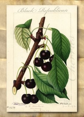 Vintage watercolor cherry
