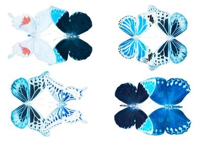 MISS BUTTERFLY COLLECTION