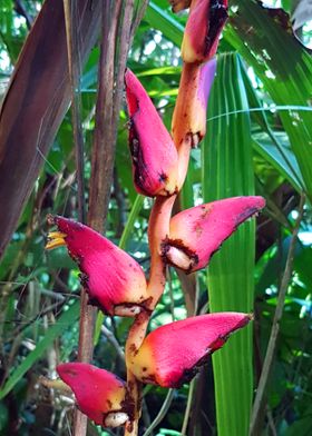 Wild Jungle Flower