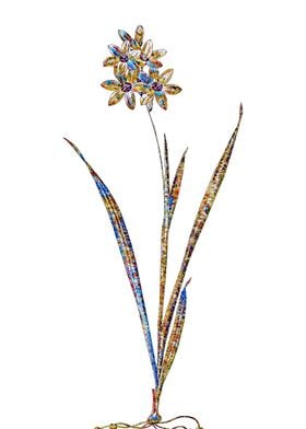 Stained Glass Ixia Flower