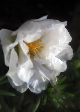 White Garden Flower 1