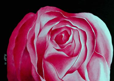 Fade To Black 4 pink- Rose