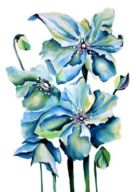 Himalayan Blue Poppy 