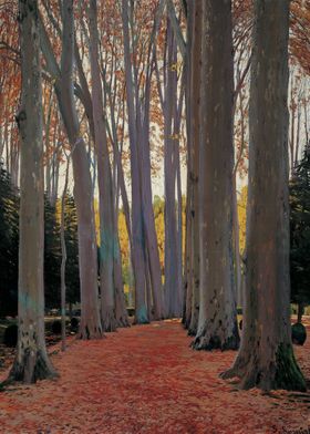 Avenue of Plane Trees