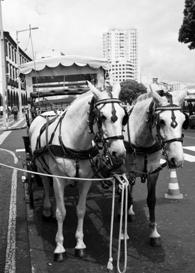 Two horses in the city