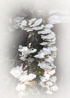 mushrooms on a tree 
