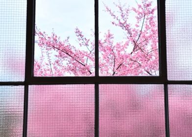 Cherry Blossoms in April