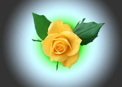 Love Yellow Rose