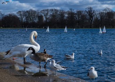 Birds and Boats