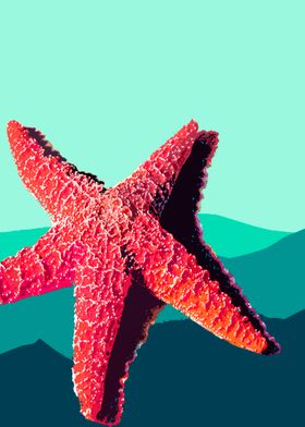 Orange Starfish