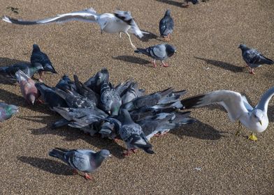 Seagulls and Pigeons