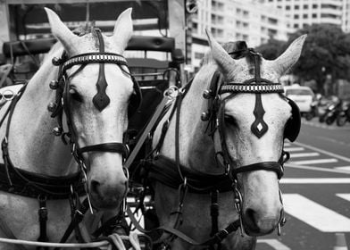 Two horses in the city