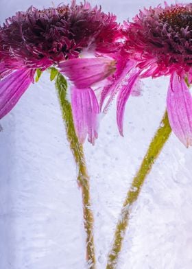 Echinacea in ice 1