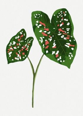 Passion Caladium Botanical