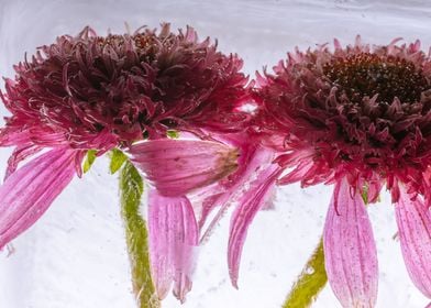 Echinacea in ice 2