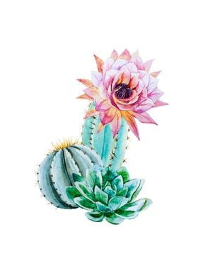 Cactus