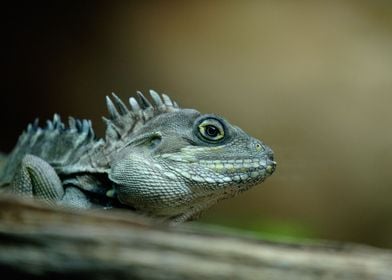 Beautiful Lizard in a tree