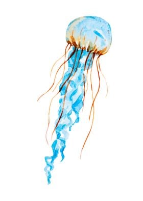 Jellyfish